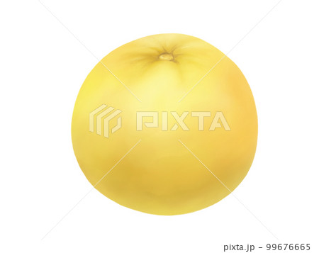 バンペイユ様 ばんぺいゆ 晩白柚 柑橘類 八代の写真素材 - PIXTA バンペイユ様 ばんぺいゆ 晩白柚 柑橘類 八代の写真素材 - PIXTA