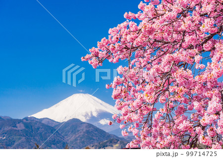 菜の花 富士山 菜の花畑 桜の写真素材 - PIXTA