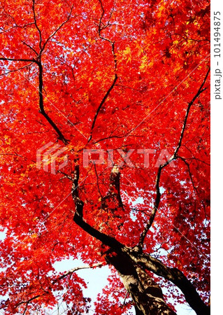 もみじ 木漏れ日 日差し こもれびの写真素材 - PIXTA