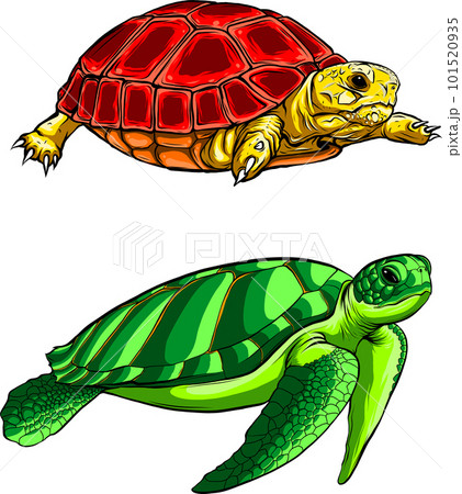 Cute turtle. Vector illustration. Outline drawing cartoon animal