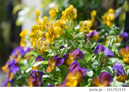 カラフルなパンジー