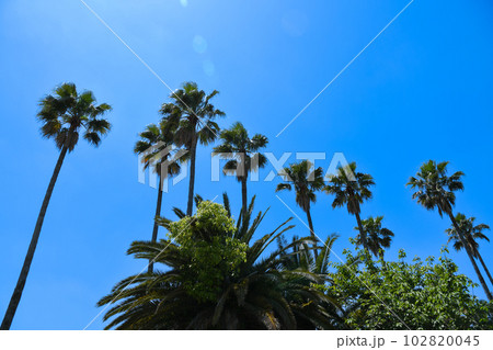 快晴の空と椰子の木のイメージ