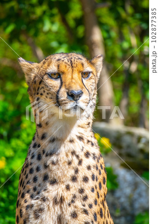 4+ Hundred Cheetah Face Profile Royalty-Free Images, Stock Photos