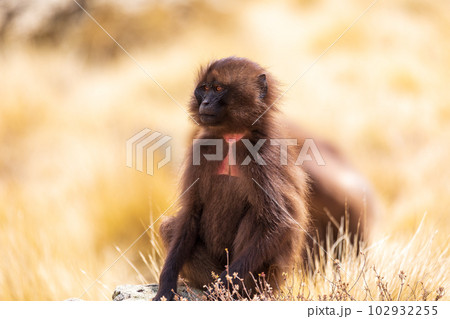 Meme Monkey Stock Photos - Free & Royalty-Free Stock Photos from Dreamstime