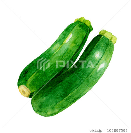 野菜 セット 夏野菜 色鉛筆画のイラスト素材 - PIXTA