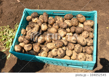 収穫したジャガイモのイメージ