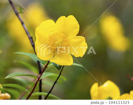 花 黄色 植物 キンシバイの写真素材 - PIXTA
