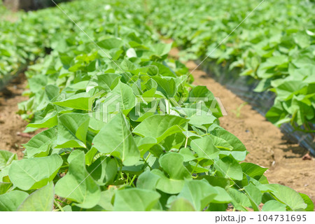 緑鮮やかなサツマイモ畑のイメージ