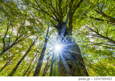 木漏れ日 大木 太陽 光の写真素材 - PIXTA