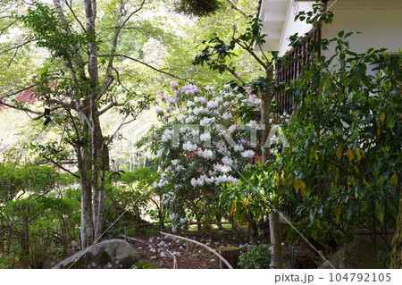 石楠花ページです♡ 石楠花の写真素材 - PIXTA