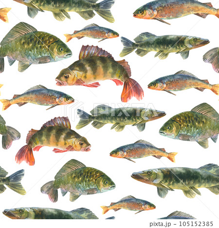 2,731+ Freshwater fish PNGs: Royalty-Free Stock PNGs - PIXTA