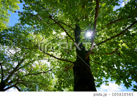 木漏れ日 大木 太陽 光の写真素材 - PIXTA