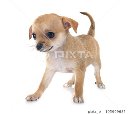 138,047 Chihuahua Images, Stock Photos, 3D objects, & Vectors