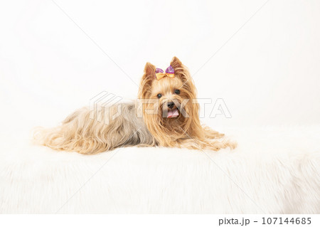 犬 伏せ 小型犬 ヨーキーの写真素材 - PIXTA