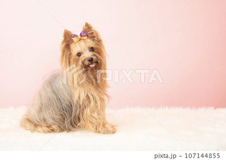 ヨーキー 犬 動物 お座りの写真素材 - PIXTA