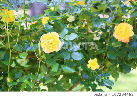 サハラの薔薇の写真素材 - PIXTA