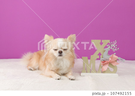 チワワ 犬 ロングコートチワワ 伏せの写真素材 - PIXTA