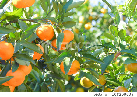 美味しそうに実ったミカン