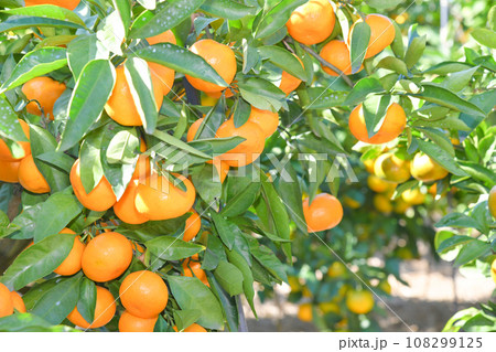 美味しそうに実ったミカン