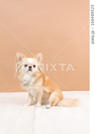 お座り チワワ 犬 横向きの写真素材 - PIXTA