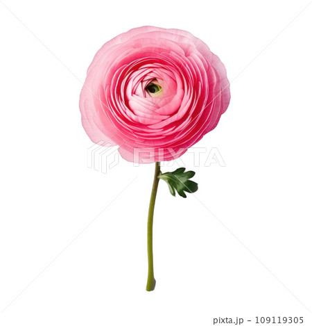 Yahoo!オークション - オリジナル手描きイラスト 紫陽花 小色紙