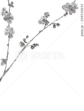 春 水墨画 墨絵 梅のイラスト素材 - PIXTA