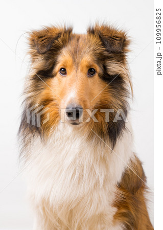 動物 犬 シェットランドシープドッグ お座りの写真素材 - PIXTA