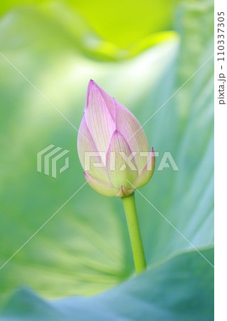 35ページ目 | ハスの葉の写真素材 - PIXTA