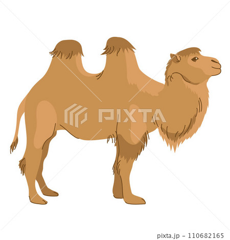 ラクダ モンゴル 動物 らくだのイラスト素材 - PIXTA