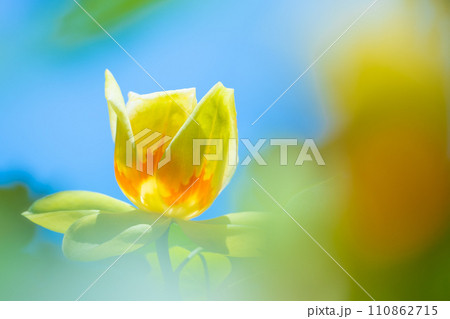 黄色のモクレンの写真素材 - PIXTA