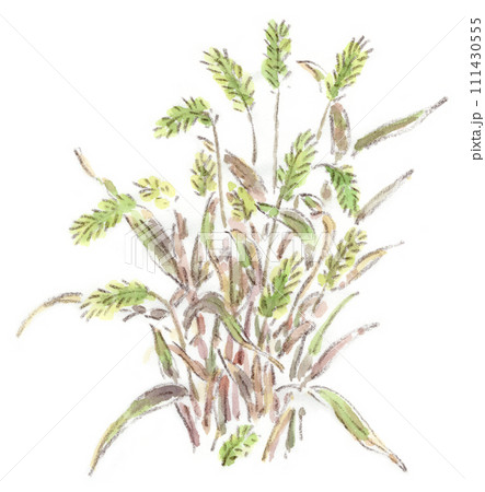 猫じゃらし エノコログサ 植物 水彩のイラスト素材 - PIXTA