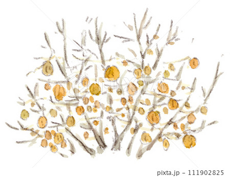 烏瓜 水彩画のイラスト素材 - PIXTA