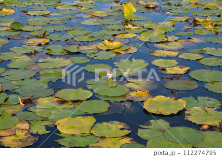 池 植物 睡蓮 葉の写真素材 - PIXTA