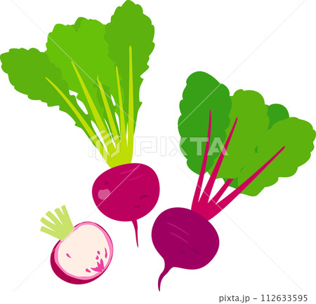 ベクター カブ 蕪 種のイラスト素材 - PIXTA