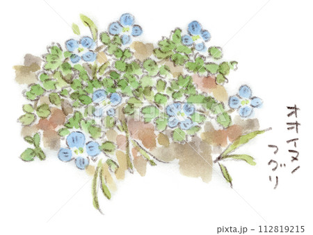 オオイヌノフグリ＊ナズナ＊キュウリグサ＊シジミチョウ♡植物画 オオイヌノフグリの花のイラスト素材 - PIXTA