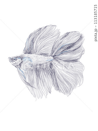 熱帯魚ベタのイラスト素材 - PIXTA