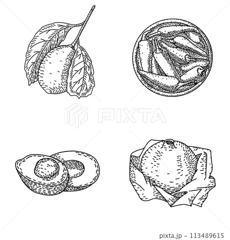 アボカド アボガド 鰐梨 スケッチのイラスト素材 - PIXTA