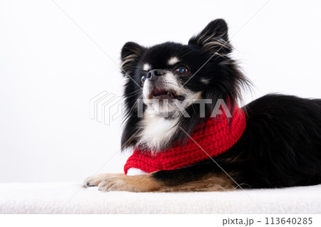犬 小型犬 チワワ 伏せの写真素材 - PIXTA