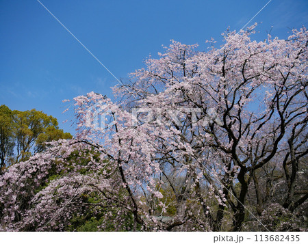 六義園・しだれ桜の写真素材 - PIXTA