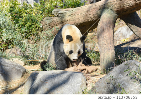 上野動物園の笹を食べるパンダのイメージ