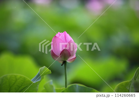 蓮 蕾の写真素材 - PIXTA