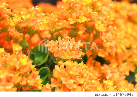 カランコエ オレンジ色 花 多肉植物の写真素材 - PIXTA