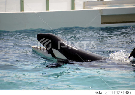 鯱 シャチ 口 歯の写真素材 - PIXTA
