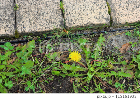 たんぽぽ 植物 花 シロツメクサの写真素材 - PIXTA