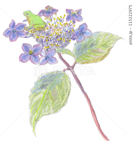 ガクアジサイのイラスト素材 - PIXTA