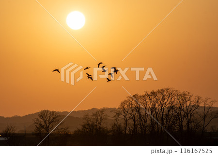夕焼け 鳥 野鳥 雁の写真素材 - PIXTA