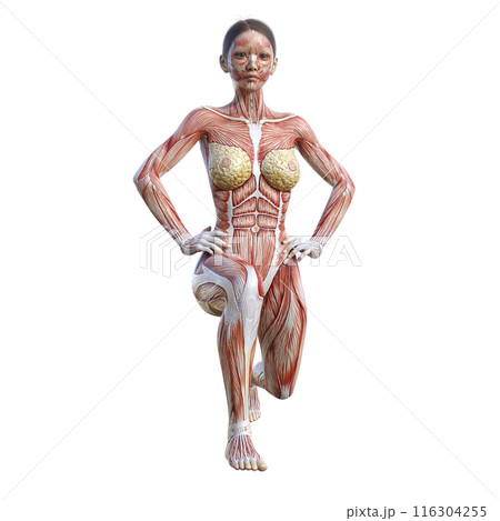 最終値下げ【解剖・デッサン】Anatomische Zeichenschule 最終値下げ【解剖・デッサン】Anatomische Zeichenschule - メルカリ