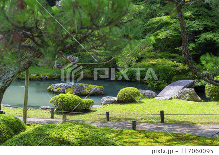 ハスの若葉の写真素材 - PIXTA