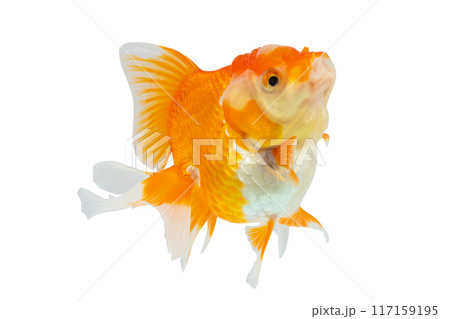 きんぎょページ きんぎょ」のアイデア 83 件【2025】 | きんぎょ, 金魚, 金魚 絵