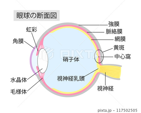眼球 硝子体 解剖図 解剖学のイラスト素材 - PIXTA